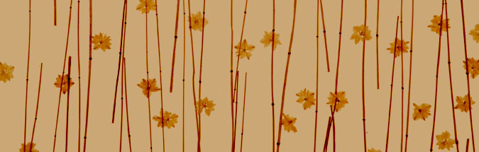 images/cms/images/elements3.jpg