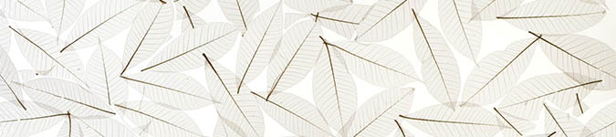 images/cms/images/full_circle_fossil_leaf.jpg