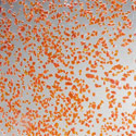 crush orange