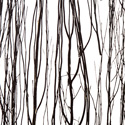 thicket raven
