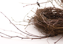 images/explore/sub/nest_collection.jpg