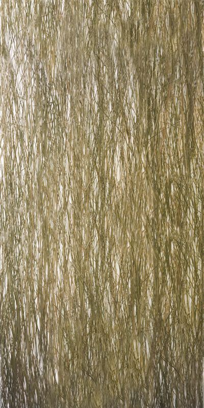 bear grass