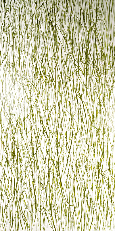 seaweed poured
