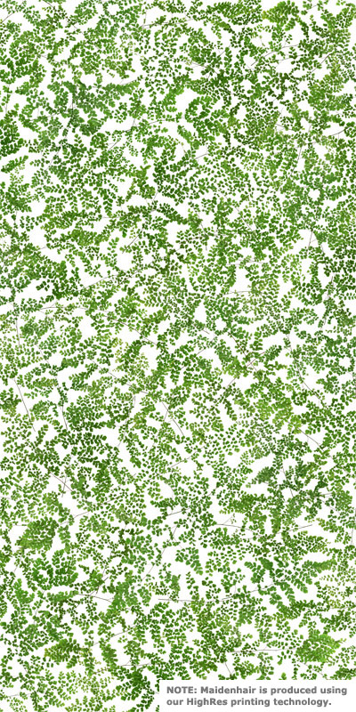 maidenhair