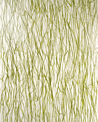 seaweed poured