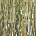 bear_grass