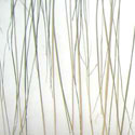 bear_grass_lite_pressed