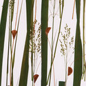 highland_pressed