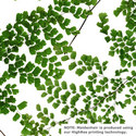 maidenhair_pressed