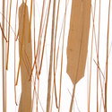 sahara_pressed