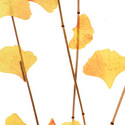 gingko_thatch