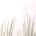 bear_grass_fade