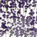 larkspur poured