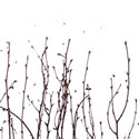 birch grove | 3form