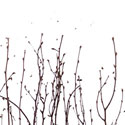 birch_grove