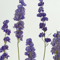 larkspur