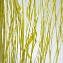 seaweed pressed