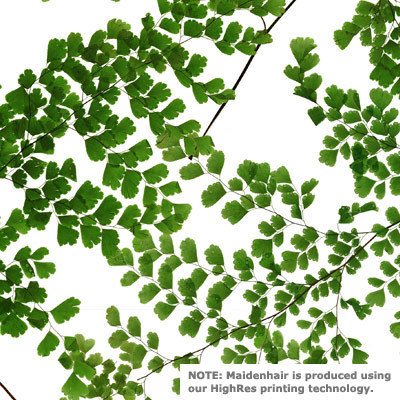 3Form Varia Ecoresin 3Form Varia Ecoresin - Naturals series laminated with maidenhair fern