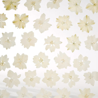 antique fleur pressed