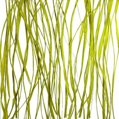 seaweed pressed