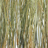 bear grass
