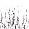 birch grove