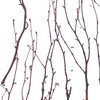 birch