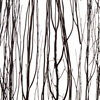 thicket raven