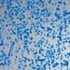crush blue