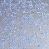 crush light blue