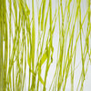 seaweed pressed