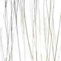 bear grass lite