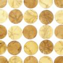 capiz honey sienna