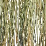 bear_grass