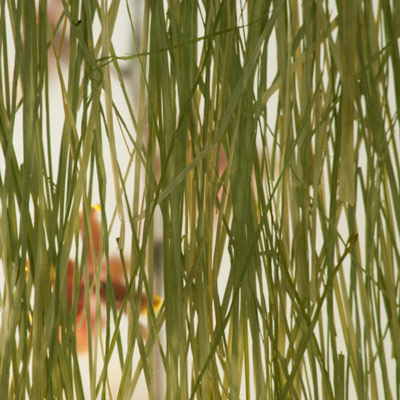 images/products/photo/bear_grass_1.jpg
