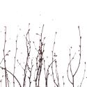 Birch Grove