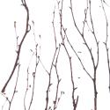 Birch